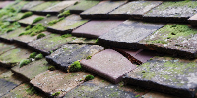 Dentons Green roof repair costs